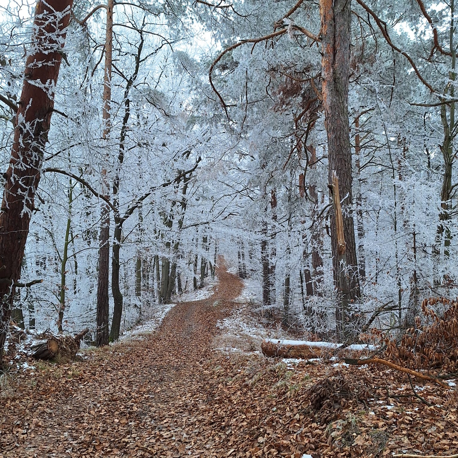 Silvestrovský výstup na Kňazovku - foto 2